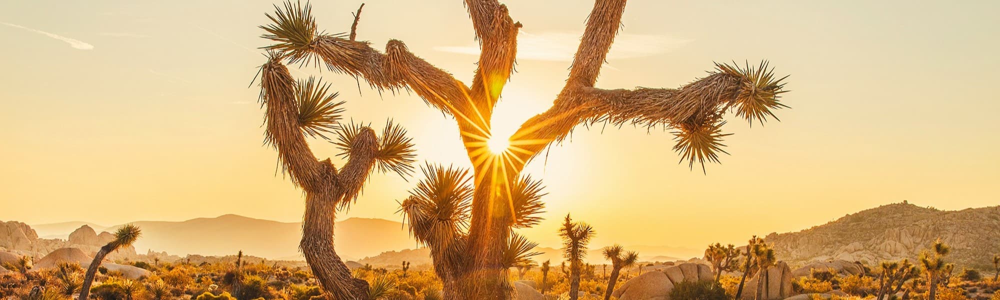 Sunray through Joshua Tree