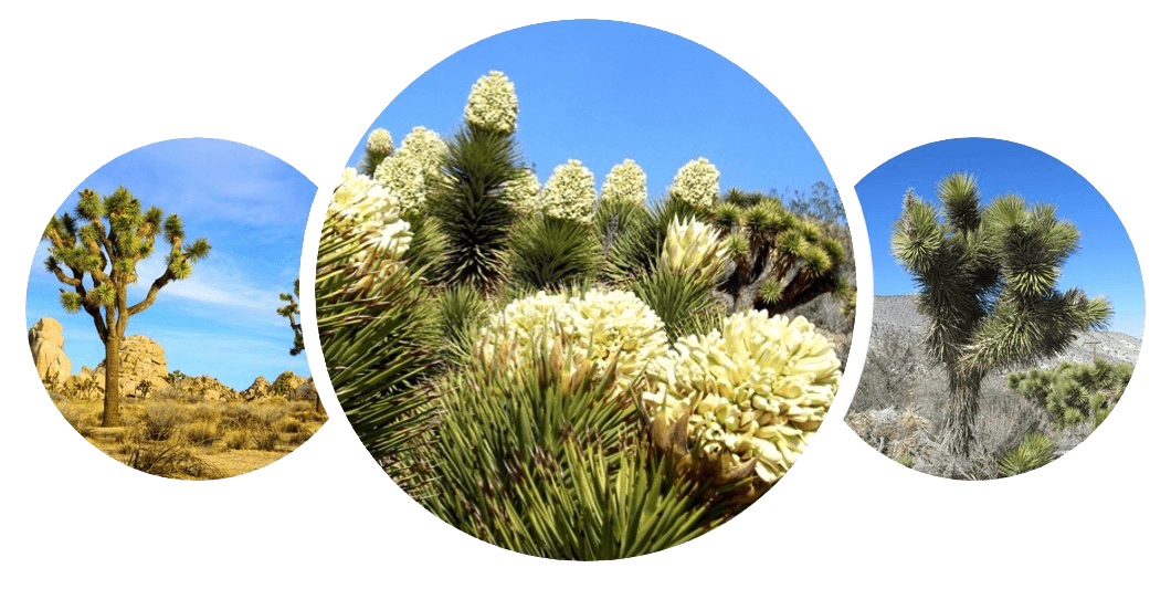 Yucca Schidigera