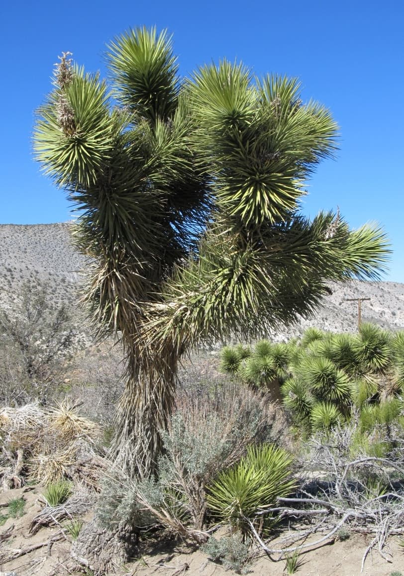 Yucca Schidigera Plant